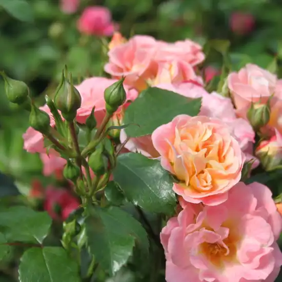 Rosa Peach Drift® - portocaliu - trandafir acoperitor